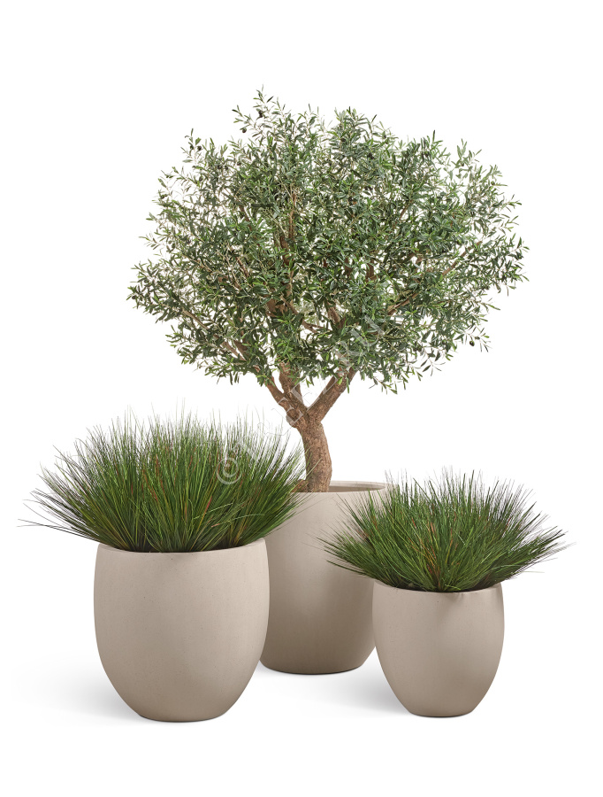 Трава Осока горная куст фото