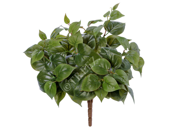 Тини Филодендрон фото