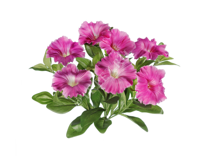 Петуния куст ярко-сиреневый фото