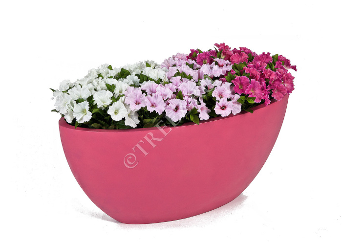 Петуния куст белый фото