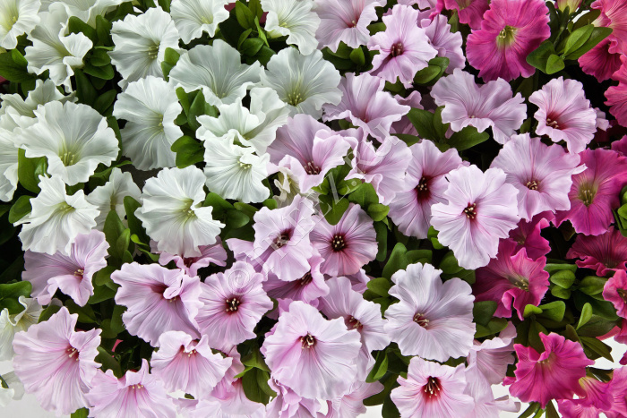 Петуния куст бледно-сиреневый фото