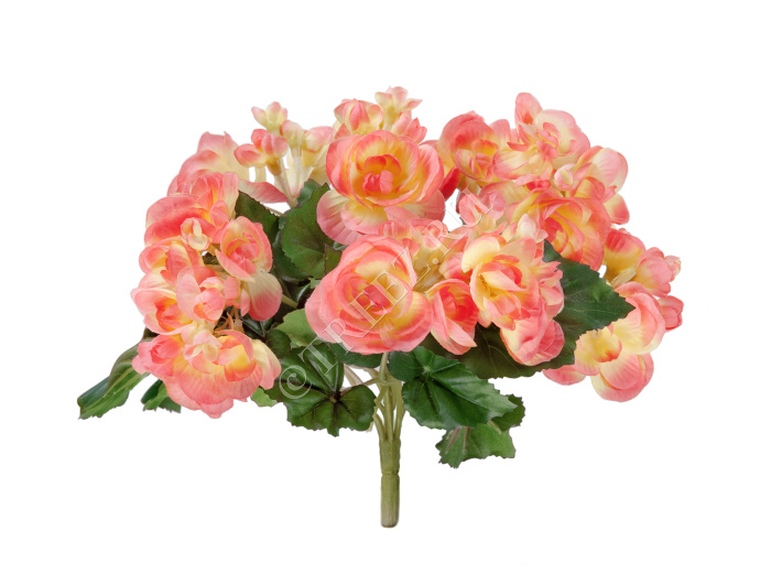 Бегония куст нежно-коралловый со св.жёлтым фото