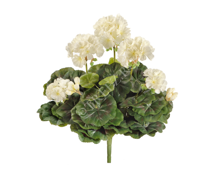 Герань кремовая цветущий куст фото