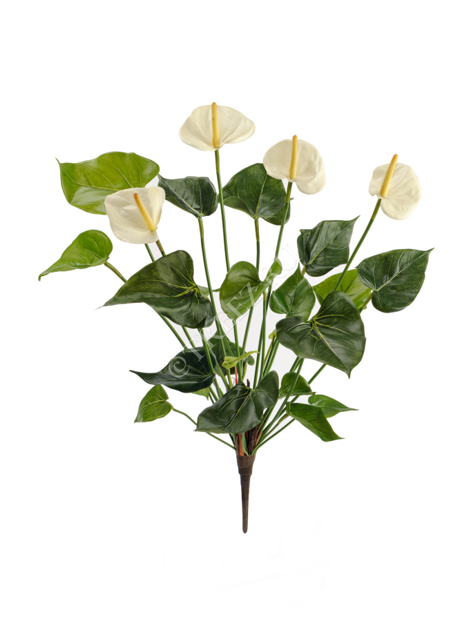 Антуриум куст де люкс кремовый фото