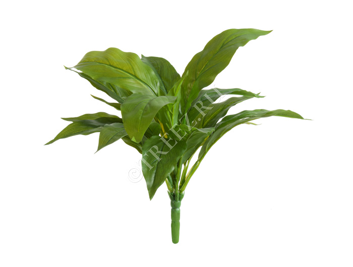 Спацифилум-мини куст зелёный (Sensitive Botanic) фото