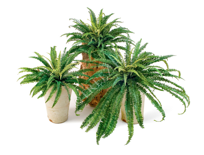 Папоротник лесной фото