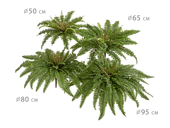 Папоротник Бостон Новый натуральный зеленый фото