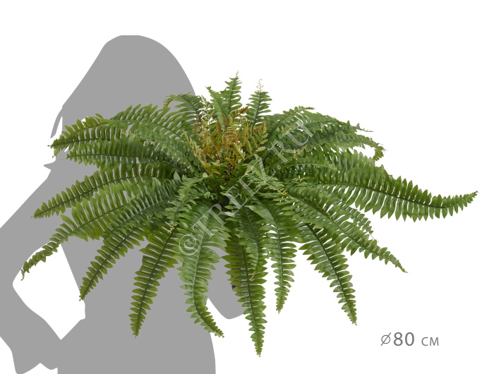 Папоротник Бостон Новый натуральный зеленый фото