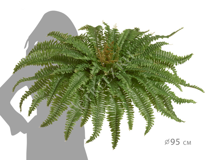 Папоротник Бостон Новый натуральный зеленый фото