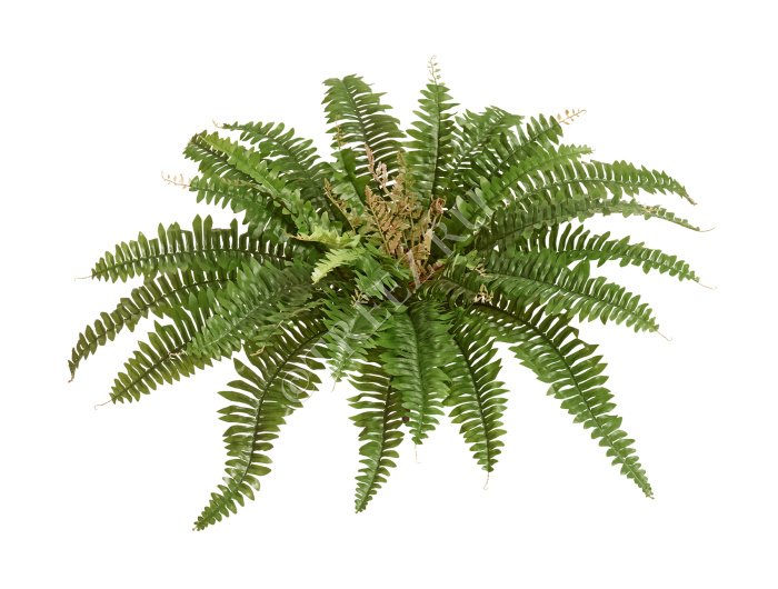 Папоротник Бостон Новый натуральный зеленый фото