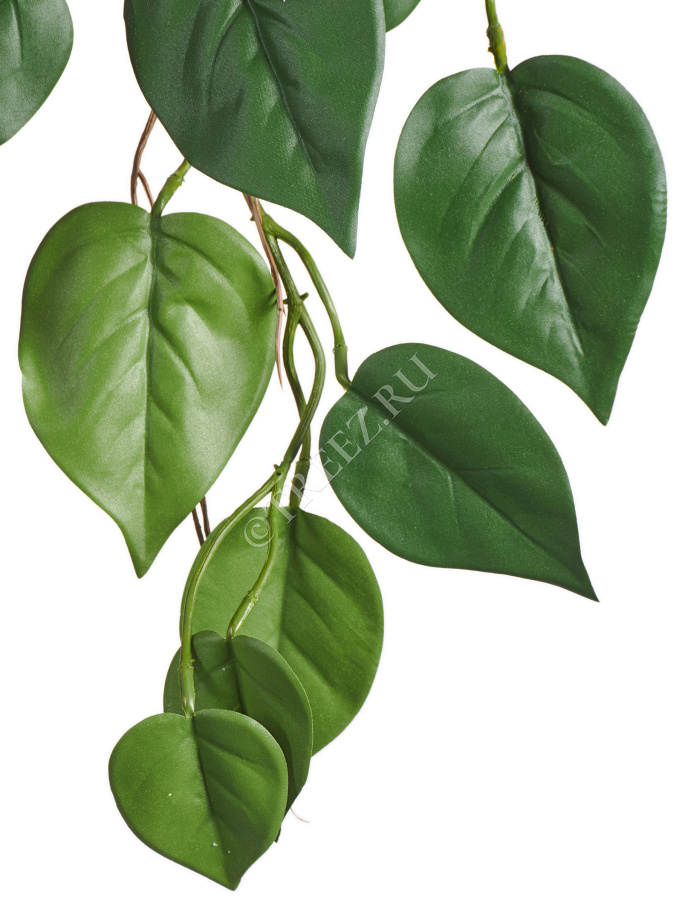 Филодендрон куст ампельный (серия FR - огнезащита) фото