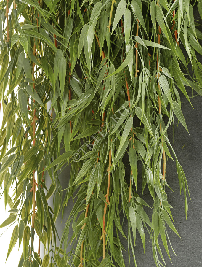 Бамбук ампельный фото
