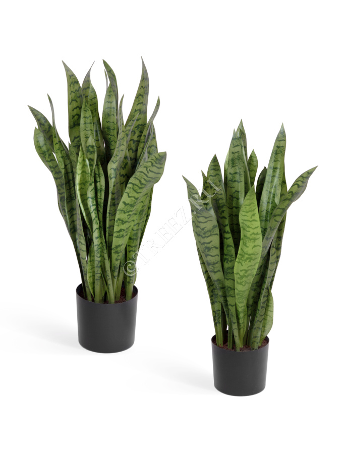 Сансевиерия куст зелёный фото