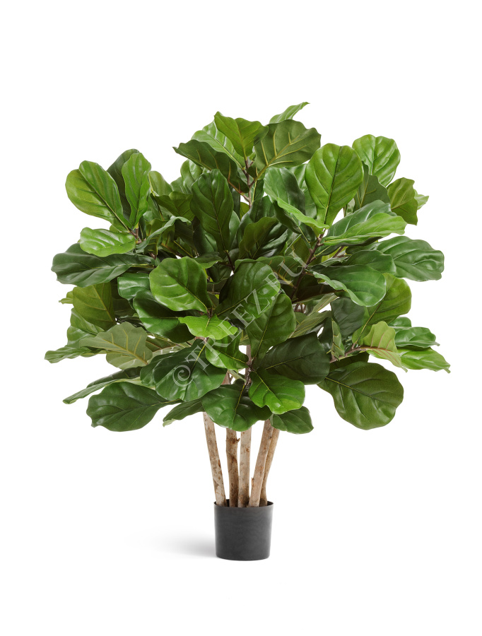 Фикус Лирата Гранд куст многоствольный фото