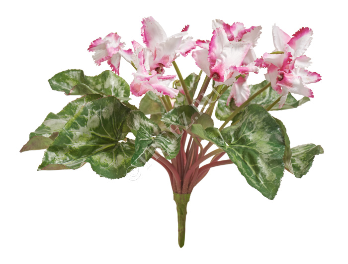 Цикламен куст бело-розовый большой фото