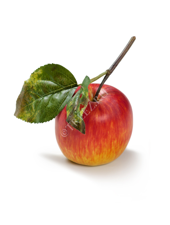 Яблоко красно-жёлтое на веточке фото