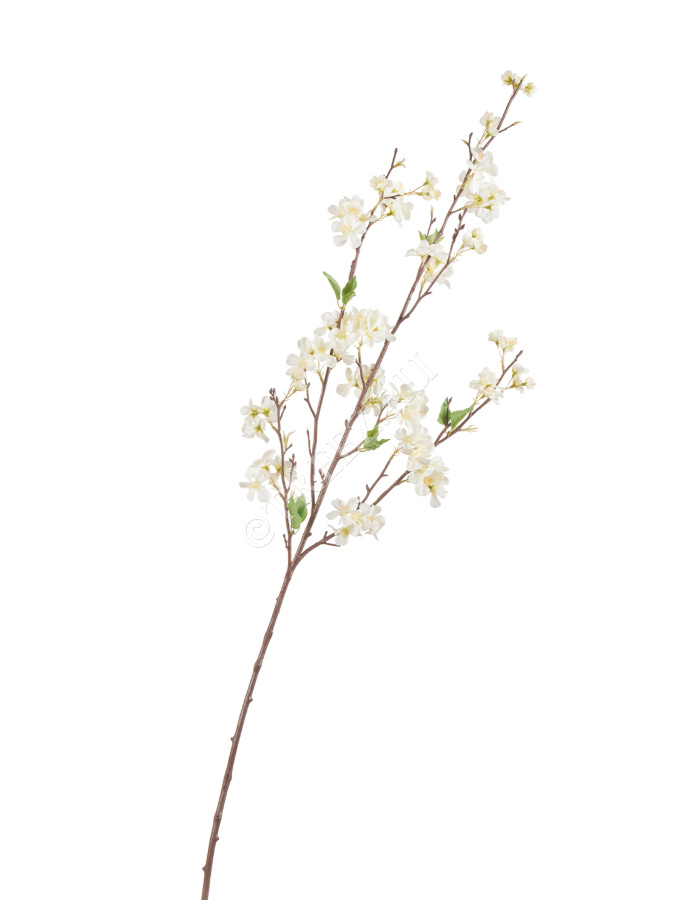 Ветка Сакуры белая Дворец императора средняя фото