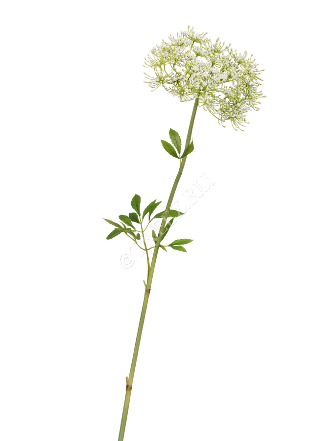 Анна королевская белая фото