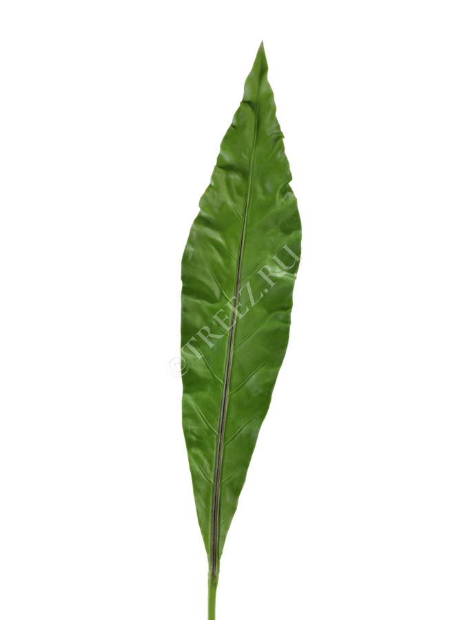 Лист Антуриума Король Джунглей фото