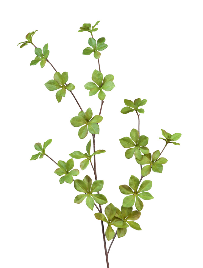 Ветвь Барбариса нежно-зеленая фото