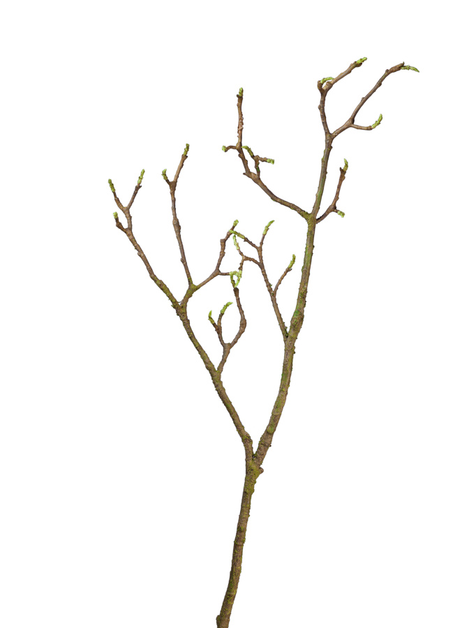 Ветка Магнолии большая коричнево-зелёная с завязями фото