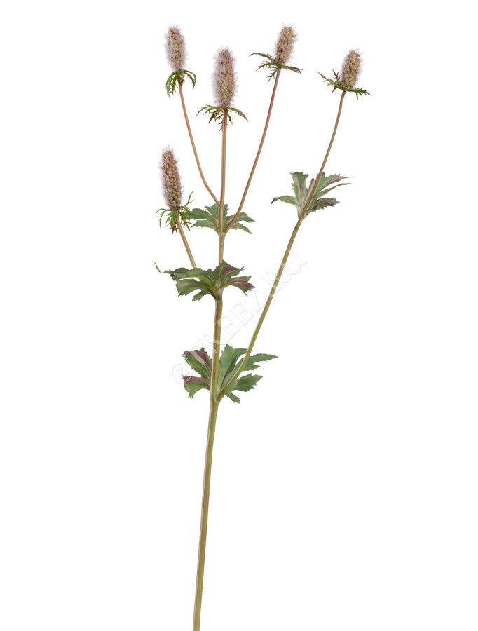 Эрингиум Элегант светло-сиренево-зелёный фото