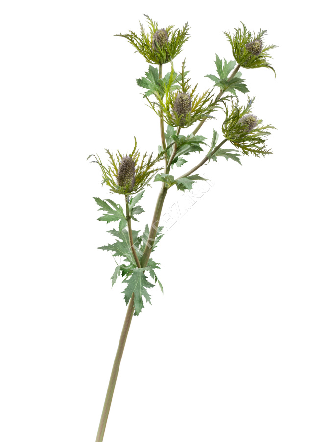 Эрингиум Гигант дымчато-фиолетово-зелёный фото