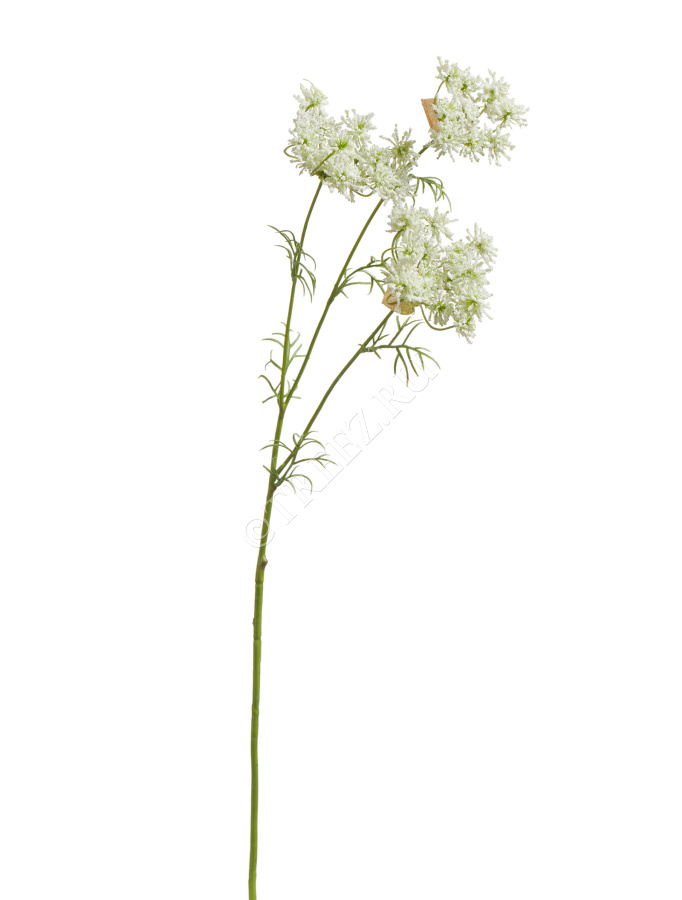 Анна Королевская ветвь цветущая белая фото