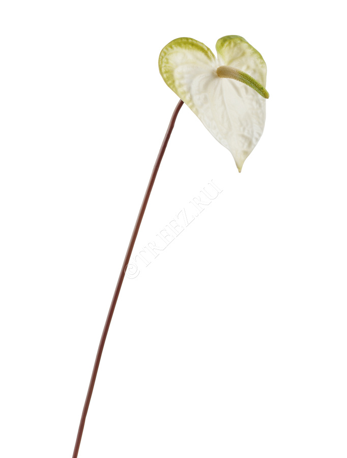 Антуриум бело-зелёный фото