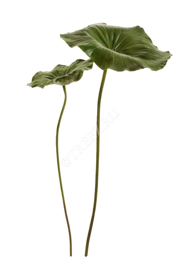 Лист Лотоса фото