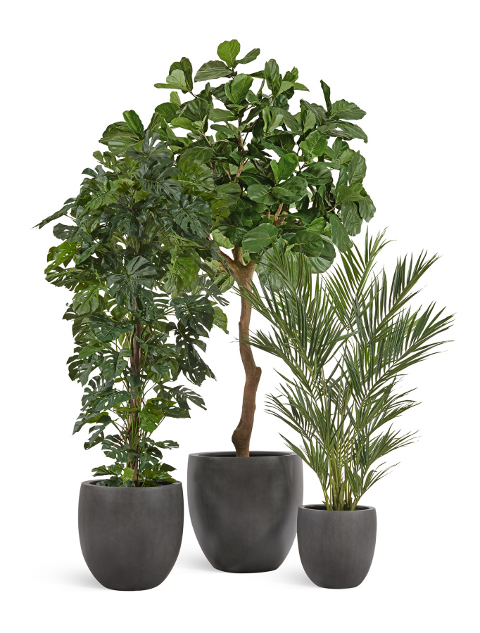 Сет № 19 - Композиция с Фикусом Лирата Гигант и Монстерой в кашпо Treez Effectory Beton фото