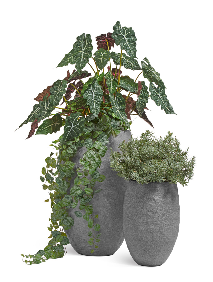 Сет № 57 - Композиция с Алоказией и Кроссостефиумом Миллер в кашпо Treez Effectory Organic фото