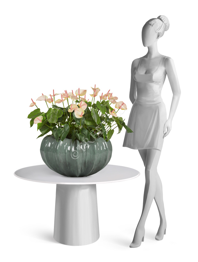 Сет № 121 - Композиция с антуриумом в кашпо Treez Effectory Aura фото