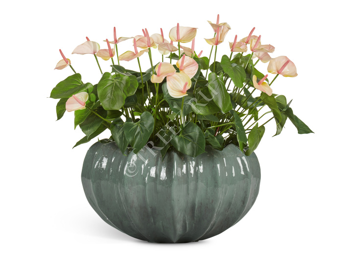 Сет № 121 - Композиция с антуриумом в кашпо Treez Effectory Aura фото